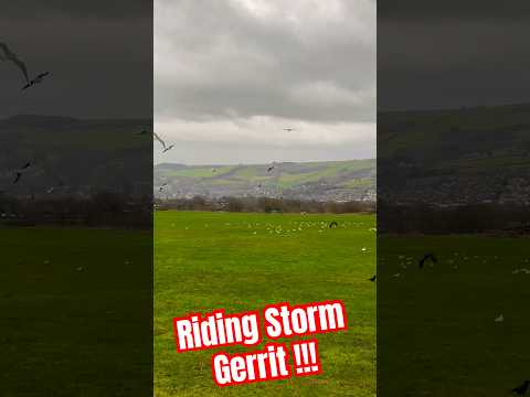 Riding the Storms #storms #stormy #rucking #gulls #flying #birds