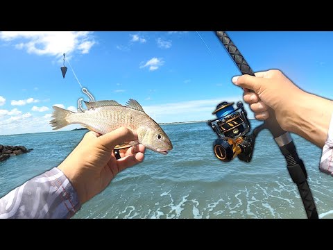 Fishing the Beach with LIVE BAIT for Anything That Bites!