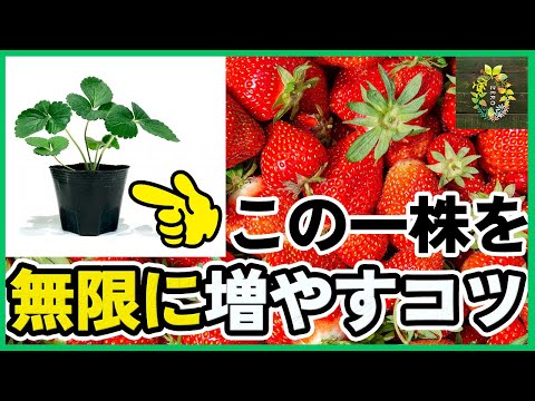 置くだけ簡単!!イチゴ狩りが毎年めっちゃ安くできる裏技【家庭菜園】