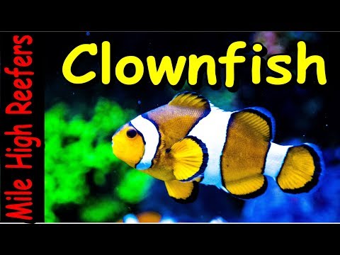 Keeping Ocellaris Clownfish