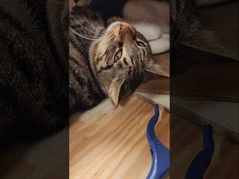 Mother Cat Plays With Daughter In Cardboard Box 😻 #Cute #Shorts