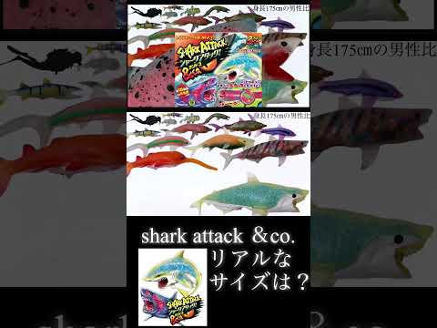 シャークアタック＆コーのリアルなサイズ感【shark attack ＆co.】ホホジロザメ