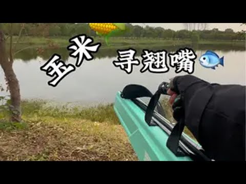 玉米🌽寻翘嘴！ 原来钓鱼才是抖音运动顶流 dou来钓鱼 钓鱼王破天 蓝鲫青春版