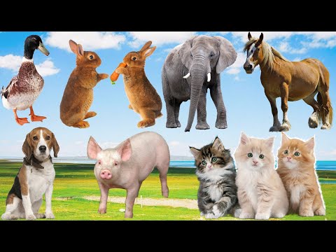 Horse, Dog, Cat, Rabbit, Pig, Elephant...Discover animals