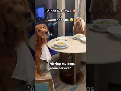 Golden Retriever vs Goldendoodle Eating Challenge! #foodchallenge #funnydogs #goldenretriever