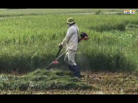 Wow! Farmers harvest rice in the rainy season