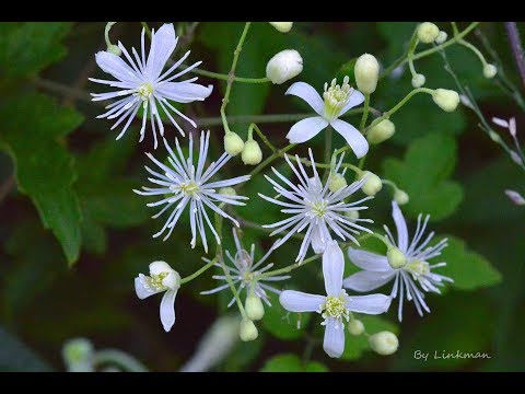 串鼻龍花開縮時攝影