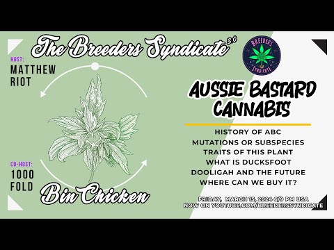 Mutant Madness! Australian B*stard Cannabis History, Traits, Potential + Freakshow Ducksfoot  S10E15