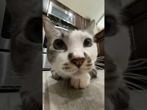 SWAGGY CAT/Botín Gato 귀여운 고양이 #shortvideo #youtubeshorts #shortsvideo #shorts #cat #cute #pets #aww