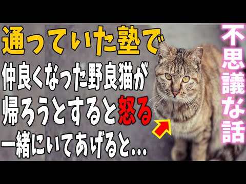 【猫の不思議な話】「にゃぁん！！」通っていた塾で仲良くなった野良猫→ある日、私が帰ろうとすると何故か怒るので一緒にいてあげると次の瞬間…【朗読】