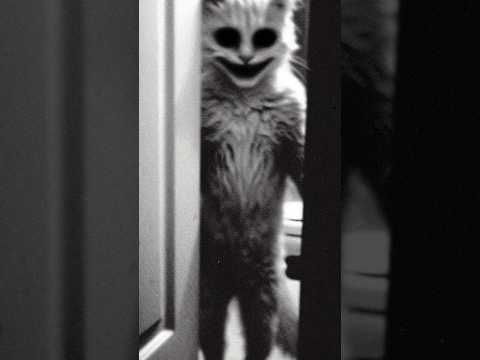 El gato que habló. #miedo #noche #gatos