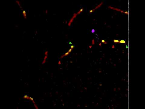 Cell filaments in action