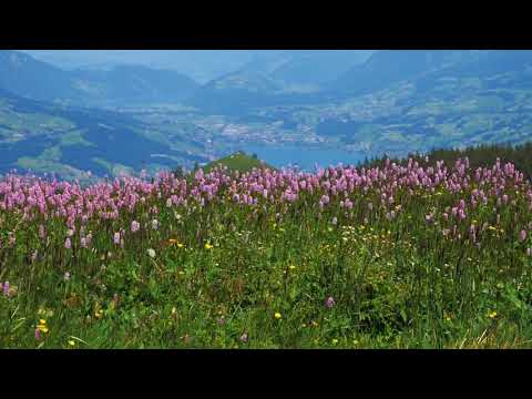 Sea of Flowers | Copyright Free Video Footage