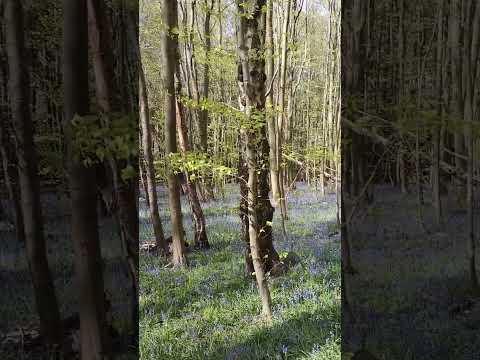 Beautiful woodland Bluebells #bluebells #woodland #woodlandwalk