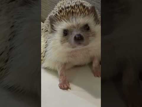 超可愛刺蝟🦔🥹💕 Very Cute Hedgehog!! #cute #pet #animal #刺蝟