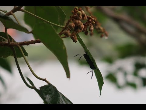 2019 05 20 小粗坑賞蝶