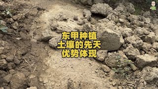 东甲种植土壤的先天优势体现，好新会柑除了先天，也要后天施肥