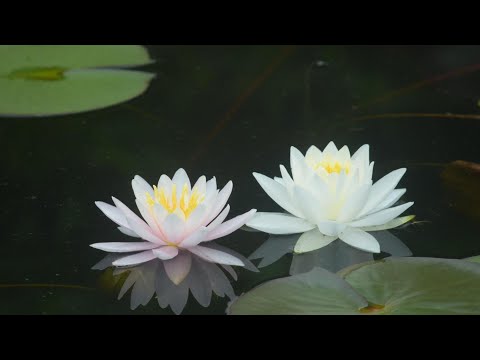 播州夏花/応聖寺の沙羅・スイレン／福崎町高岡の里あじさいの小道