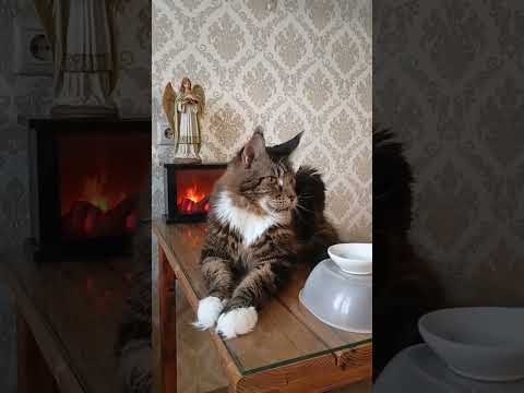 Вся Трапеза Лори🐱в Одном Видео.Mix #подпишись #кот #котики #кошки #мейнкун #мейнкуны #юмор #шортс