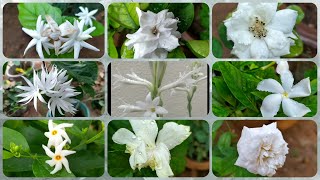 179 - Top 10+ White Flowers of My Garden