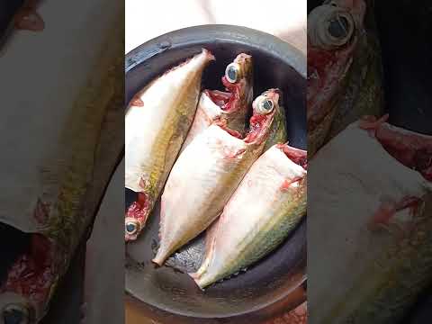 Innaiku ayla meen, meen muttai vaanginen, #shorts, #ஷார்ட்ஸ் #fish