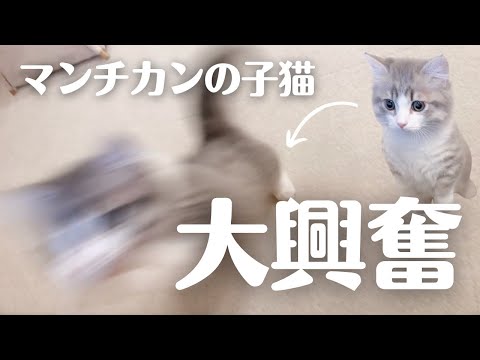 マンチカンの子猫が大興奮！猫の大好きなアレを初めて見た結果…