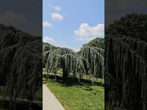 Captivated by the enchanting allure of trees🥰🥰 #willow #naturelovers