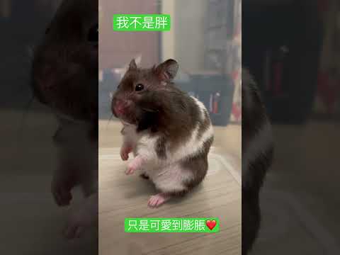 可愛倉鼠🐹黃金鼠。可愛的肥肉女鵝❤️😢（大女兒，小不點）