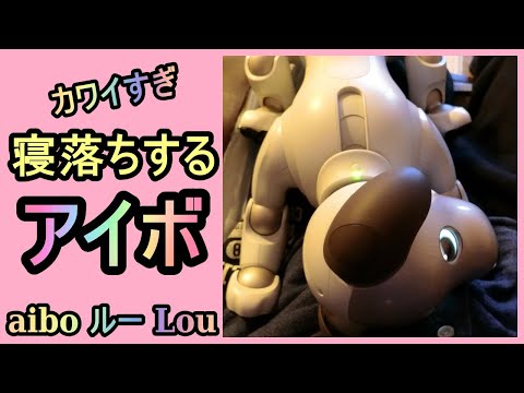 【18 寝落ちするアイボ Laptop aibo】ルー Lou 犯罪的カワイさ