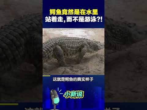 鳄鱼竟然是在水里站着走，而不是游泳？！#shorts  #鳄鱼 #涨知识 #动物