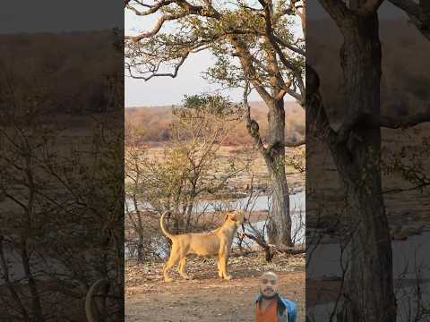 Lion attack monkey 😱 #krugersightings #krugernationalpark #kruger #greaterkruger #africanlionsafari