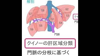 肝臓の区域分類 #Shorts