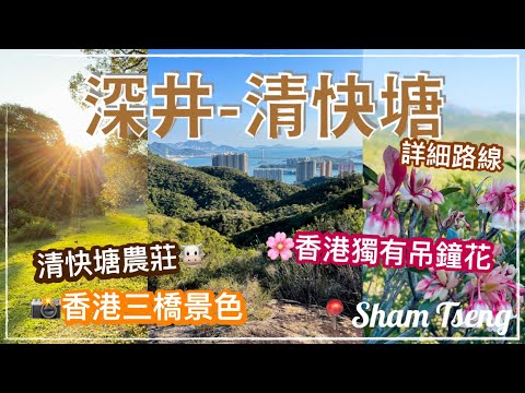 【香港好去處】深井🥾人少少行山🏔四月觀賞紫滕花🌸 欣賞青馬大橋景色🌉 (詳細路線介紹）清快塘喜香農莊｜青龍頭 - 清快塘 行山｜吊鐘花季2022｜Sham Tseng