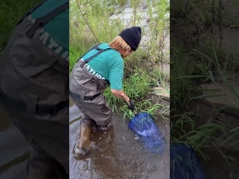 【ガサガサ】泥川からまさかのあの肉食魚が？！？！#shorts