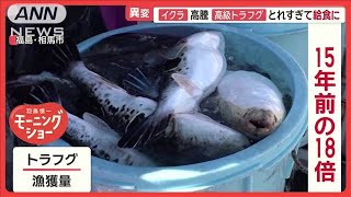 高級魚トラフグ　豊漁で給食に「ふぐめし」　イクラは高騰…おせち食材ピンチ【羽鳥慎一モーニングショー】(2024年12月26日)