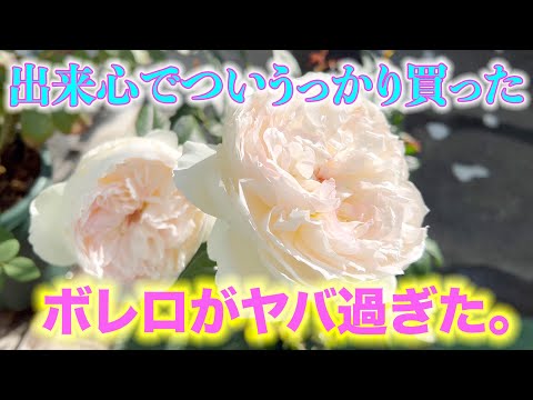 【最強の薔薇】ホムセでボレロを買ったらヤバかった！バラの概念を超えてます。。