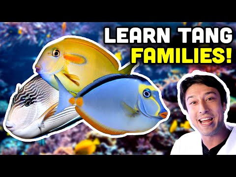 Talking Fish: Tang Tribes, Getting To Know Them Better!