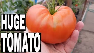 Huge Tomato plus how to store tomatoes over winter thanks to Jamie Oliver. How to store tomatoes