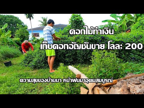 ดอกไม้ทำเงิน | ความสุขบ้านนา หน้าฝนอุดมสมบูรณ์ | ดอกอัญชันมีประโยชน์