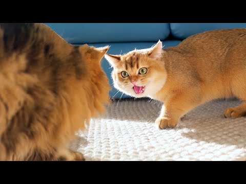 Kitten Meets Big Cats For The First Time!