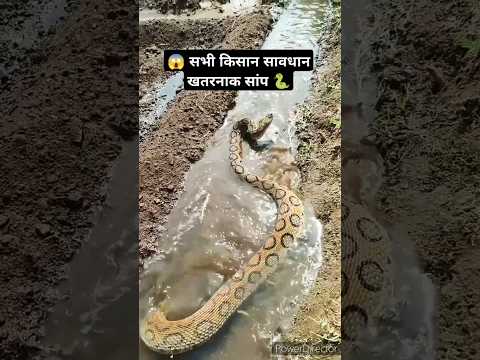 खेत में ख़तरनाक सांप #farming #water #irrigation #dharmenthakur #agriculture #shorts #snake #danger