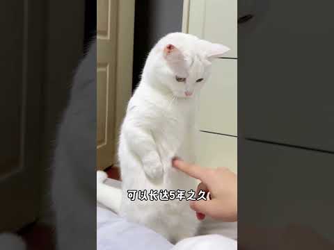 猫咪死后，不要动它，也不要哭。养猫经验分享 科学养宠攻略 养猫人 宠物驱虫 新手养猫