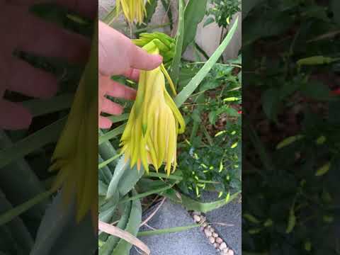 Flor da Pitaya #natureza #youtubeshorts