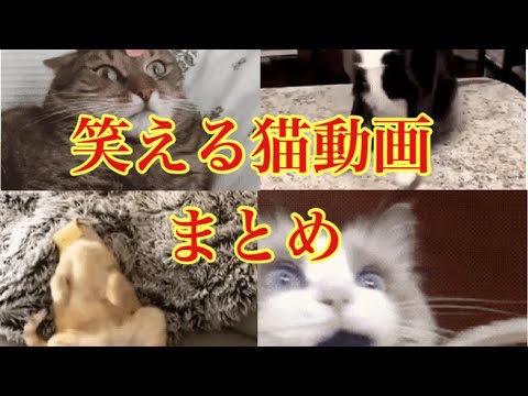 【猫動画】歯磨きされて驚く猫の表情wおもしろ系gifアニメ