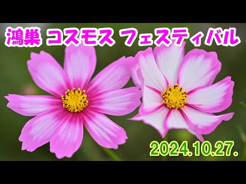 【4K】鴻巣コスモス・フェスティバル2024