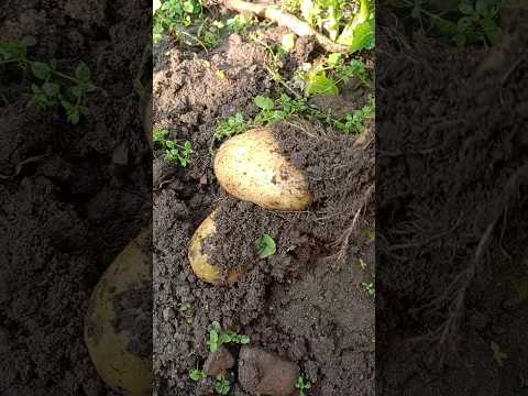 harvesting potatoes