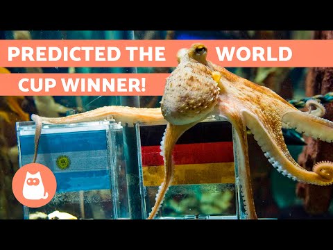 The STORY of the OCTOPUS That PREDICTED the FUTURE 🐙 (Paul)