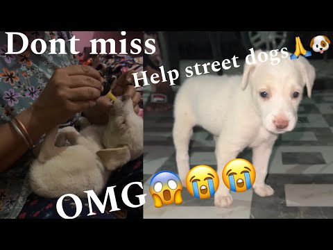 Help street dogs | little cuties bezubaan.| must watch dont miss | @Bezubaan1999