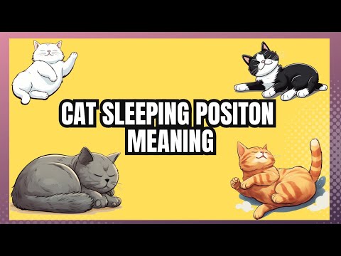 What Your Cat's Sleeping Position Reveals About Their Health and Personality