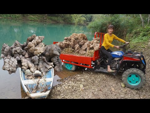 Use 4-wheeled Vehicle Trucks Harvesting big tubers after 10 years of growing on the farm to sell